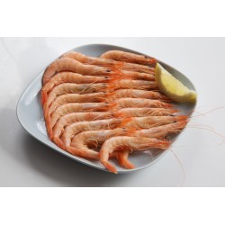 Gamba blanca 120/150